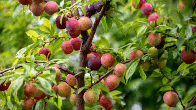 Watermelon Plum: Sweetest Plum in World