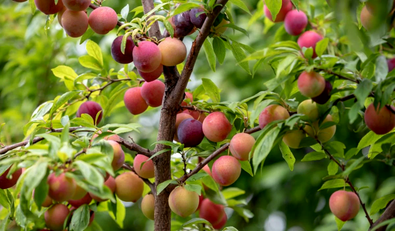 Watermelon Plum: Sweetest Plum in World