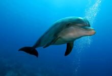 Dolphins Are Exhaling Microplastics