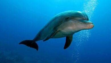 Dolphins Are Exhaling Microplastics