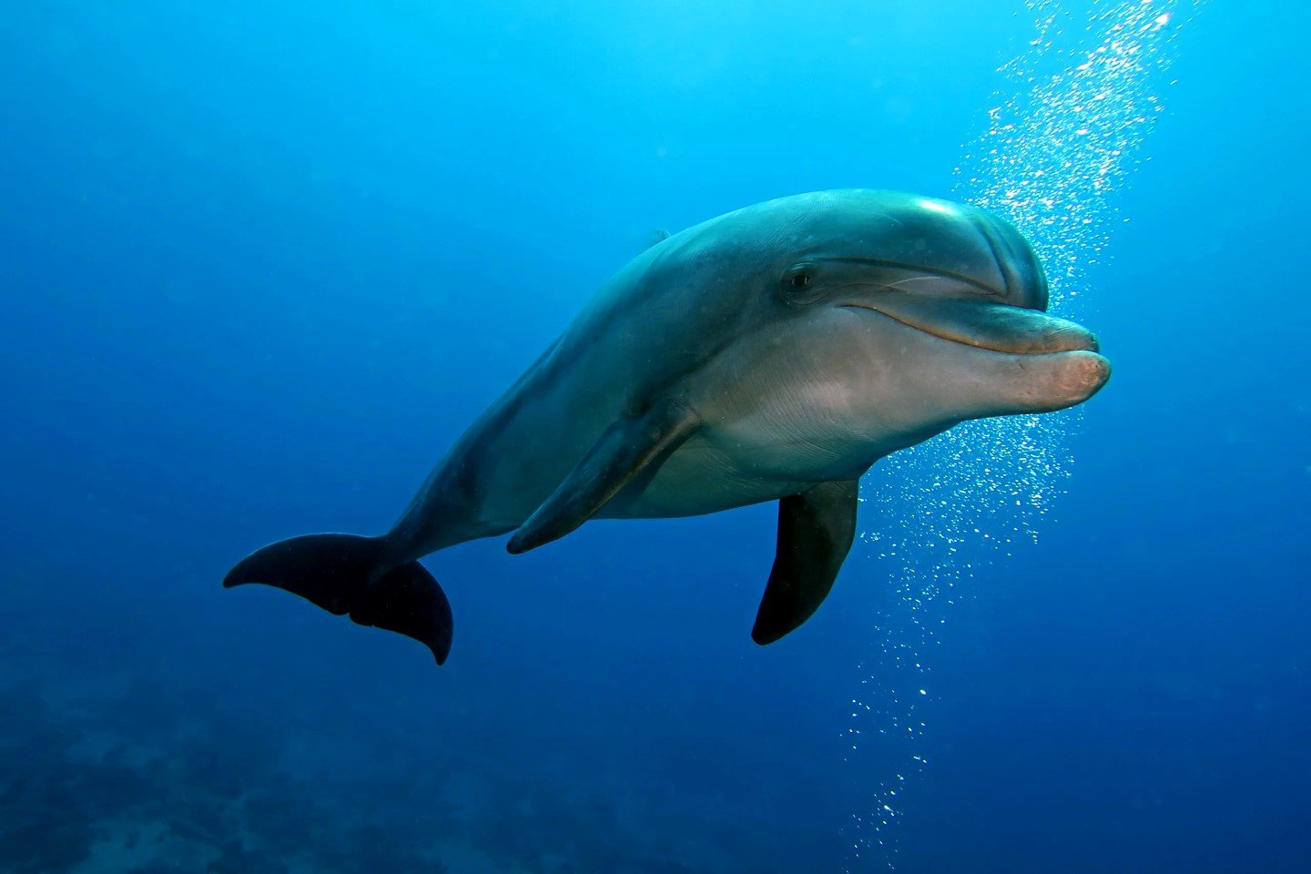 Dolphins Are Exhaling Microplastics